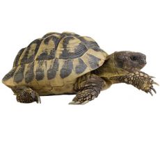 Broaşte ţestoase, animale de terariu