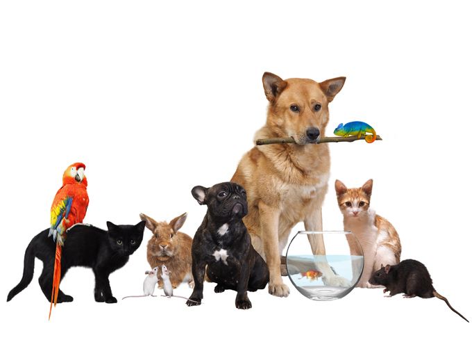 Articole pentru animale